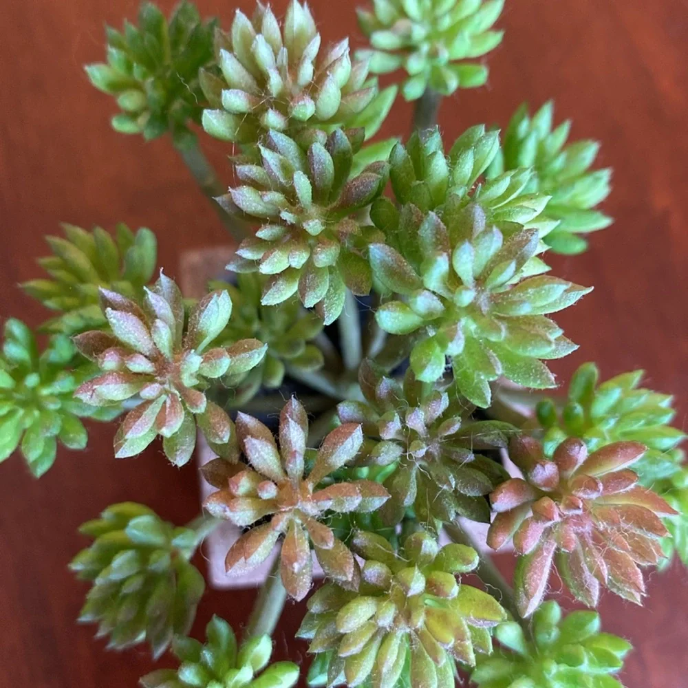 Faux Succulents set of two. EUC